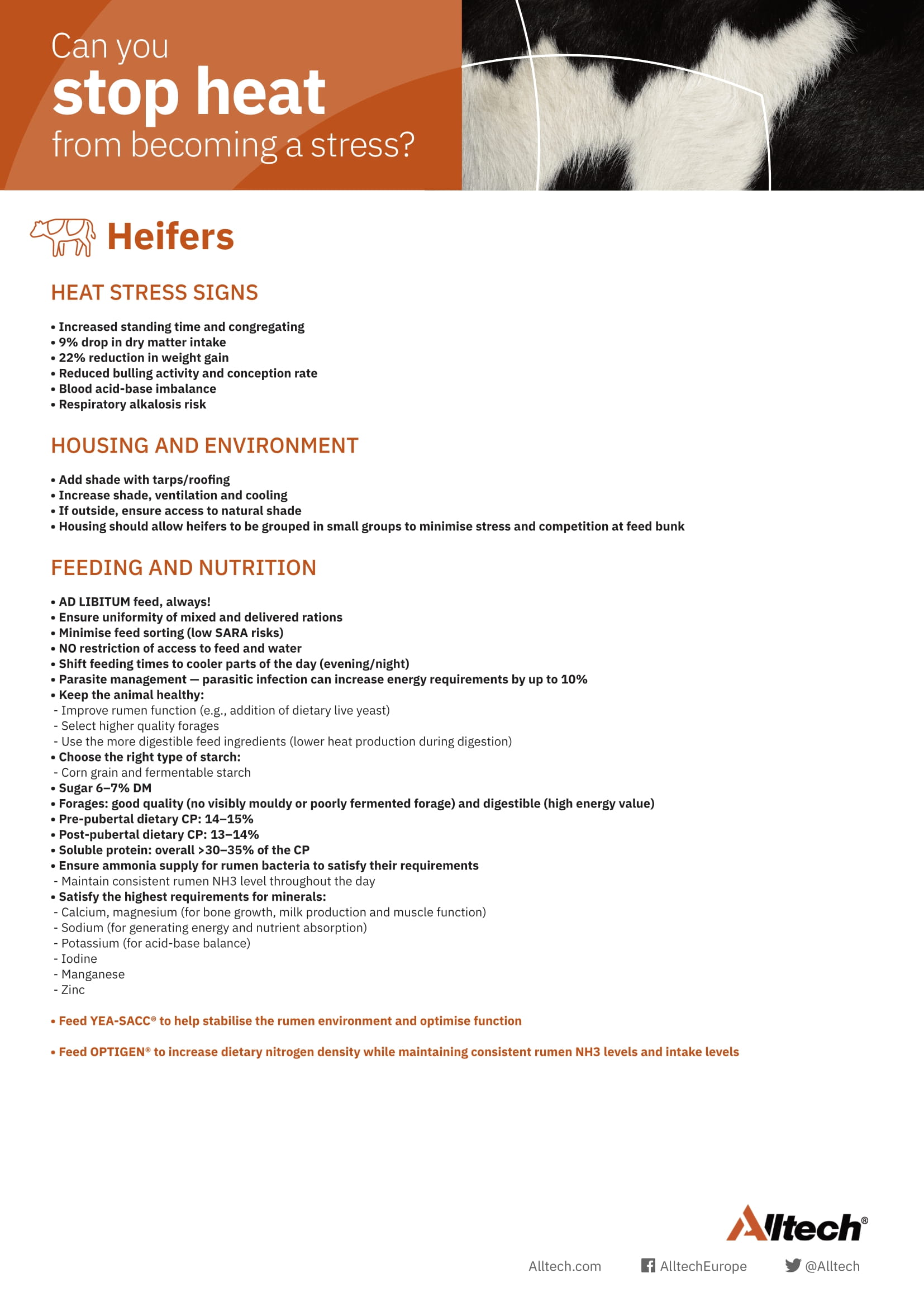11952 EU Heat Stress One Pager Heifer 2022-1