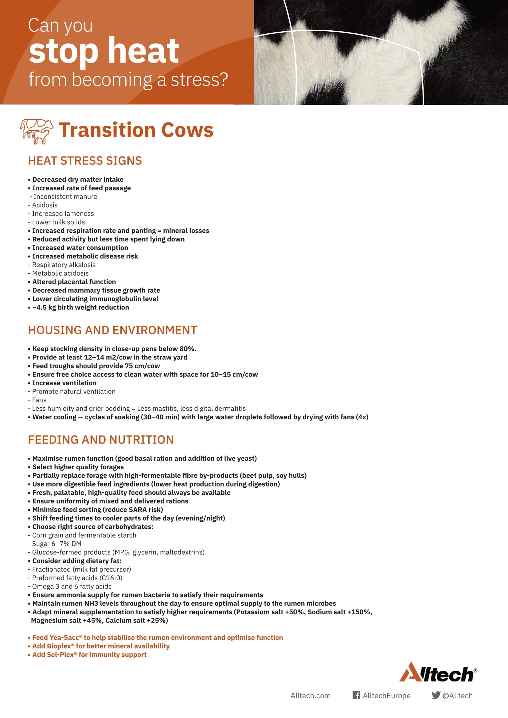 11954 EU Heat Stress 1 page Transition Cow 2022-1