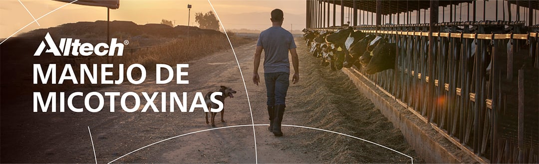 ALLTECH CAMPAÑA MICOTOXINAS INICIO
