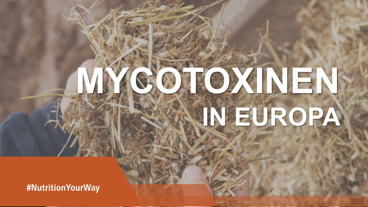 Mycotoxine -Netherlands  1280x720 (3).jpg