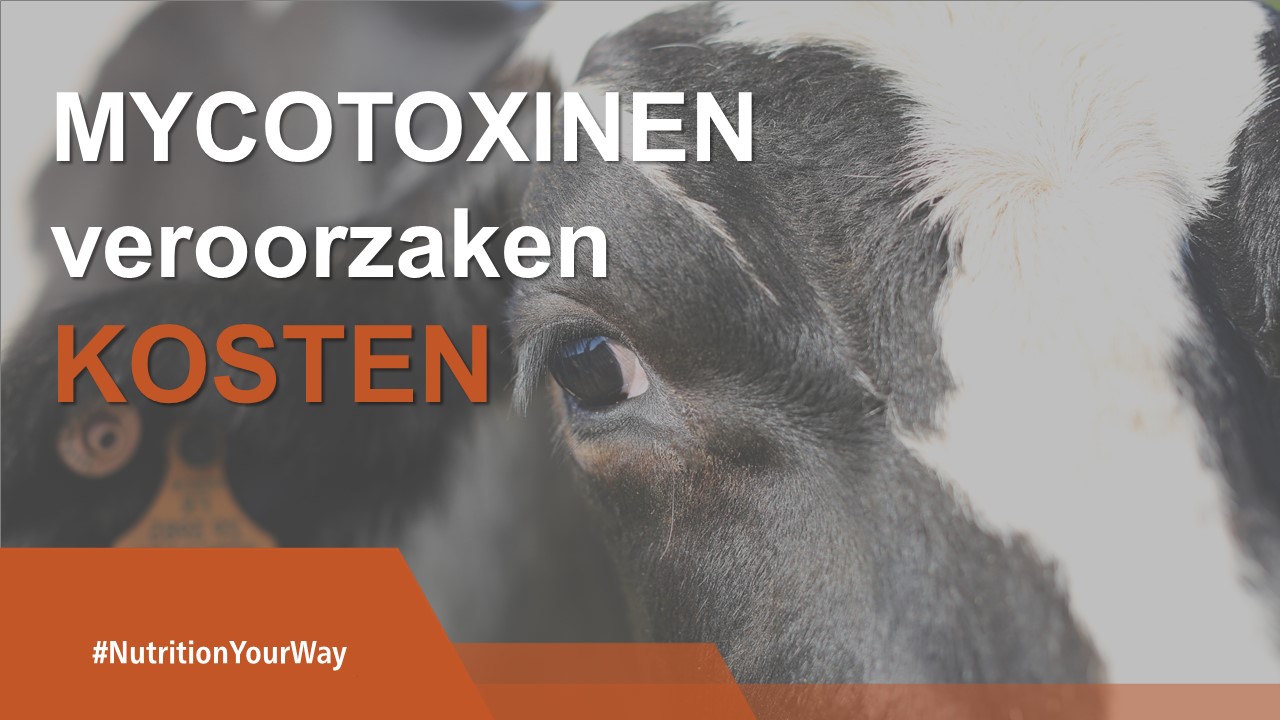 Mycotoxine -Netherlands  1280x720 (4).jpg