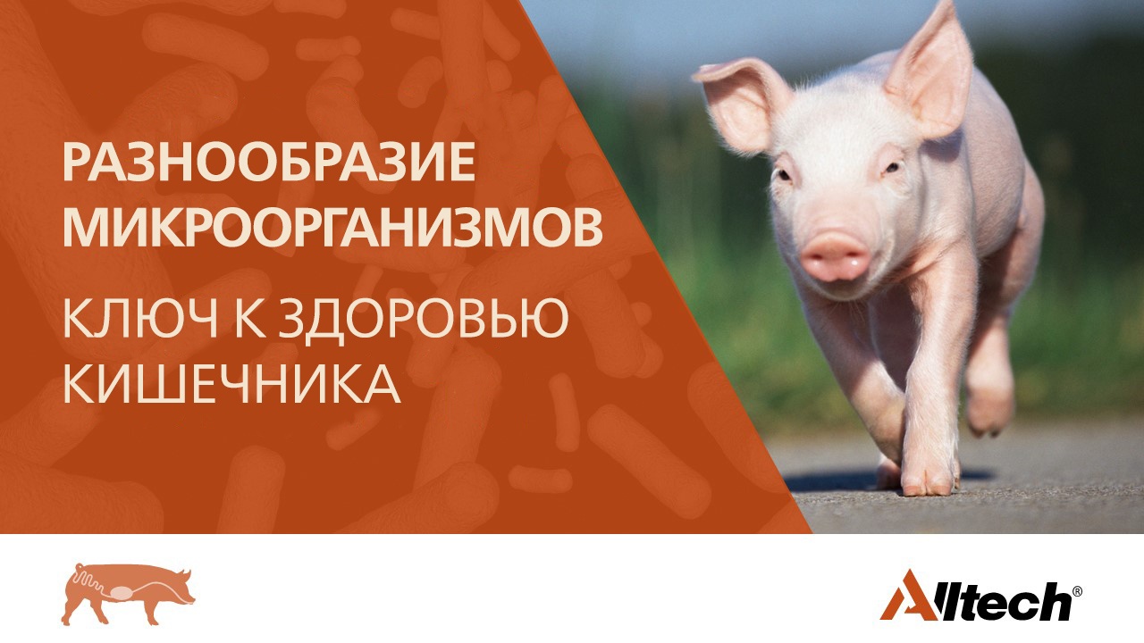 7117_PIG Webinar Banner in Russian v2.jpg