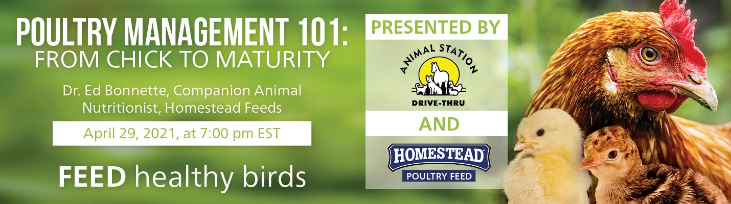 Animal Station Poultry Webinar_1430x400