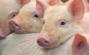 Reducing antibiotic resistance in pigs