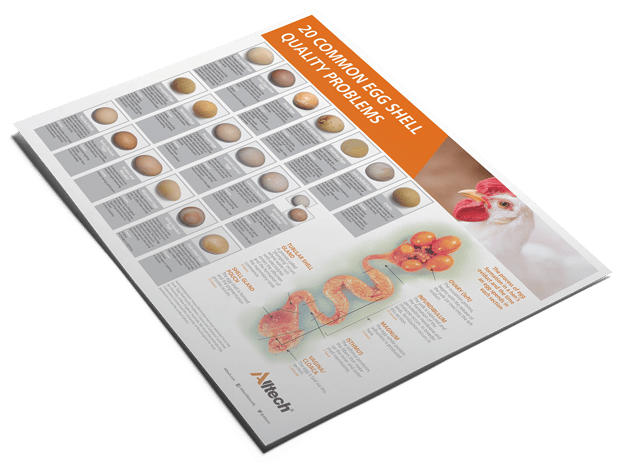 Chicken_EggShellQuality_Evergreen_Graphic-small-2