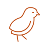 Digital PNG-icon-chick-P167