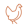 Digital PNG-icon-chicken-P167 (1)