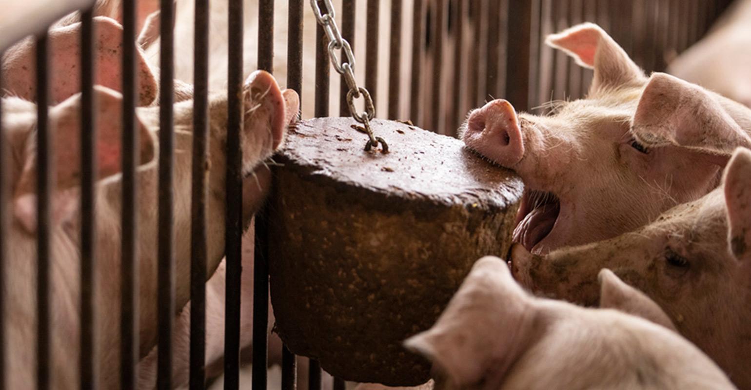 Finisher-Pigs-1540x800