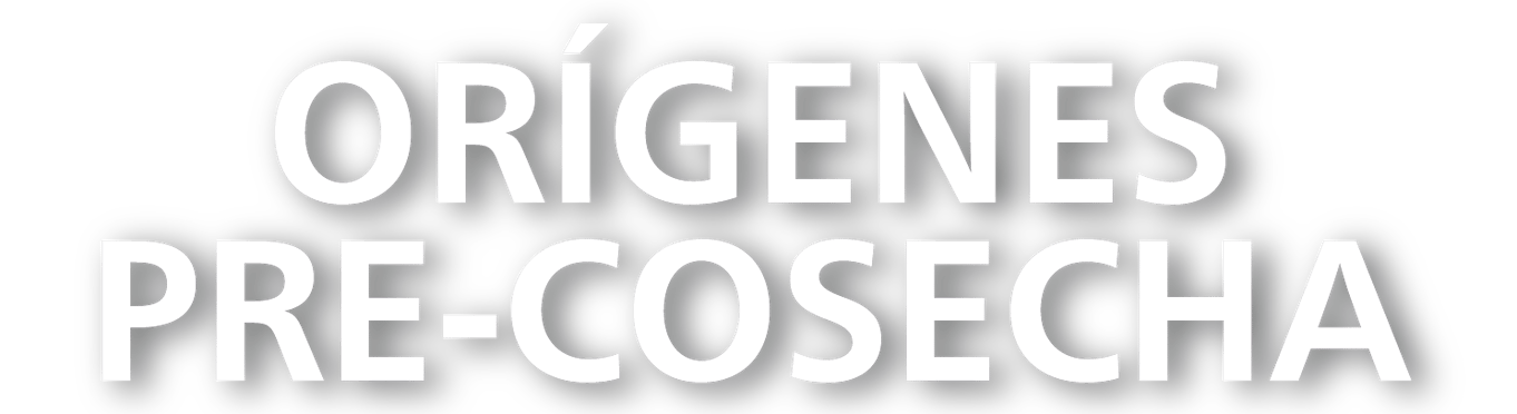 Origenes pre cosecha-18