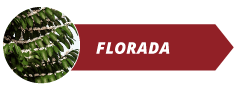 Florada