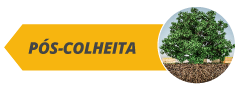 Pós-colheita