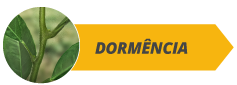 Dormência