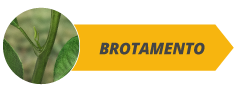 botoes_fases_site_citros_alltech02-b.png