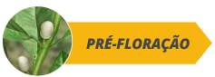 botoes_fases_site_citros_alltech03-b.png