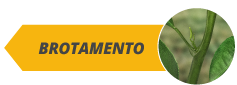 botoes_fases_site_citros_alltech04-a.png