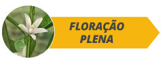 Floração plena