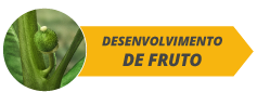 botoes_fases_site_citros_alltech06-b.png