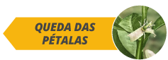botoes_fases_site_citros_alltech07-a.png