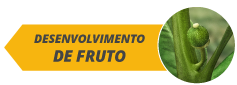 botoes_fases_site_citros_alltech08-a.png