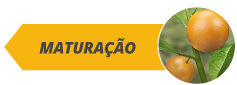 botoes_fases_site_citros_alltech09-a.png