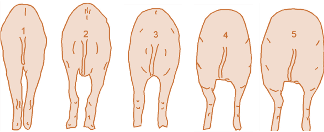 alltech-pig-knowledge-hub-sow-body-condition-score