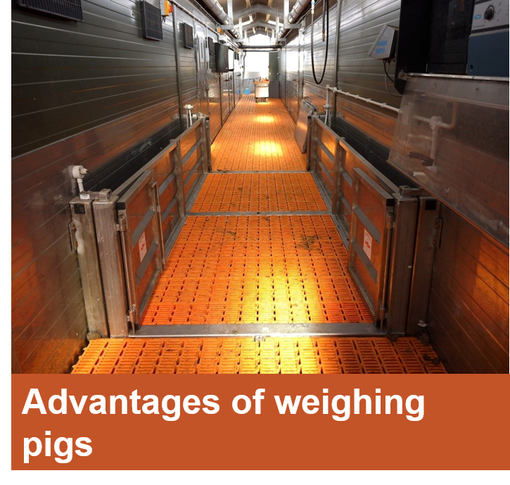 Advantages of weighing pigs