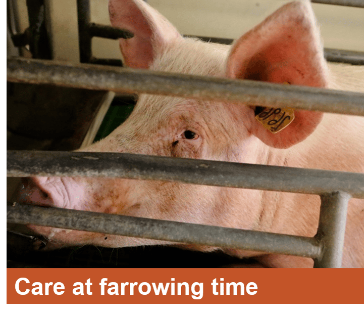 Care at the farrowing house