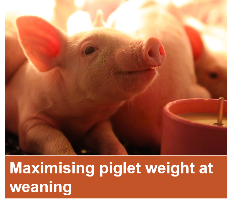 Maximising_piglet_weight_at_weaning-1