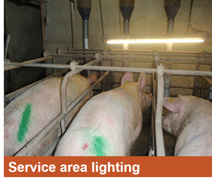Service area lighting