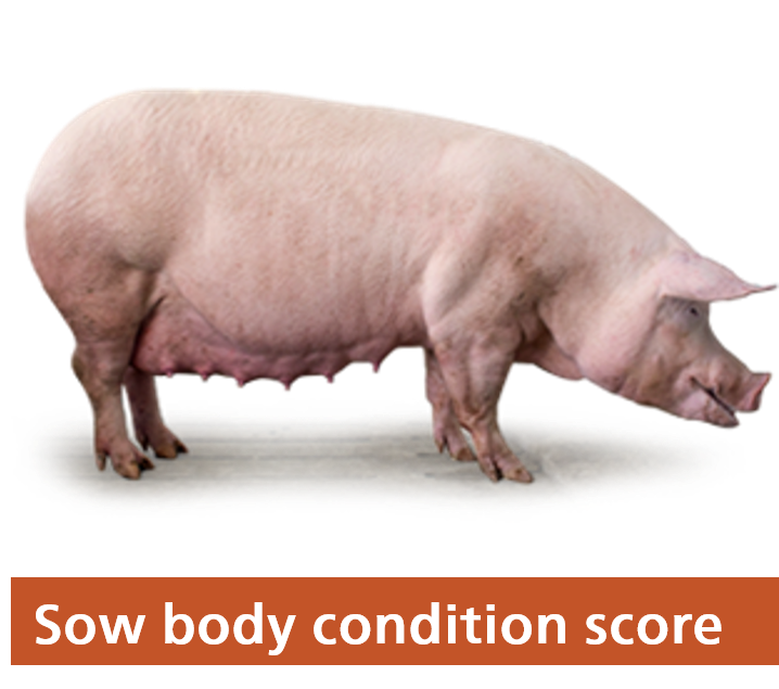 Sow body condition score 3-1