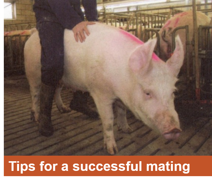 Tips for a successful mating