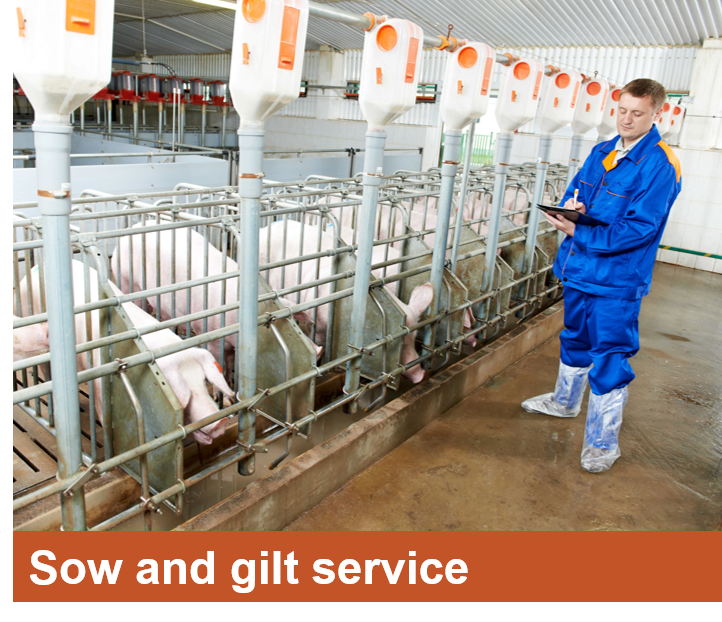 sow and gilt service