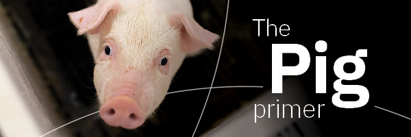 Pig Primer-1