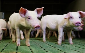 Mycotoxins and pigs