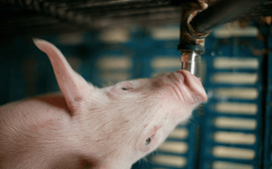 Water quality in pig production