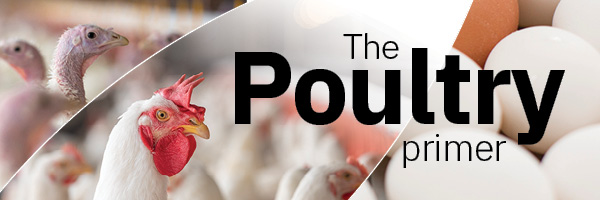 Poultry Primer-1