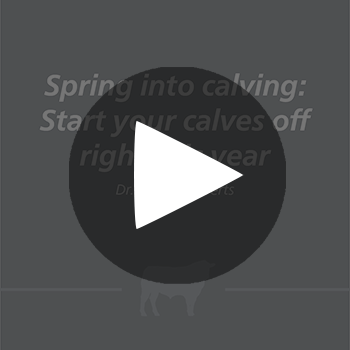 SpringIntoCalving_play_button