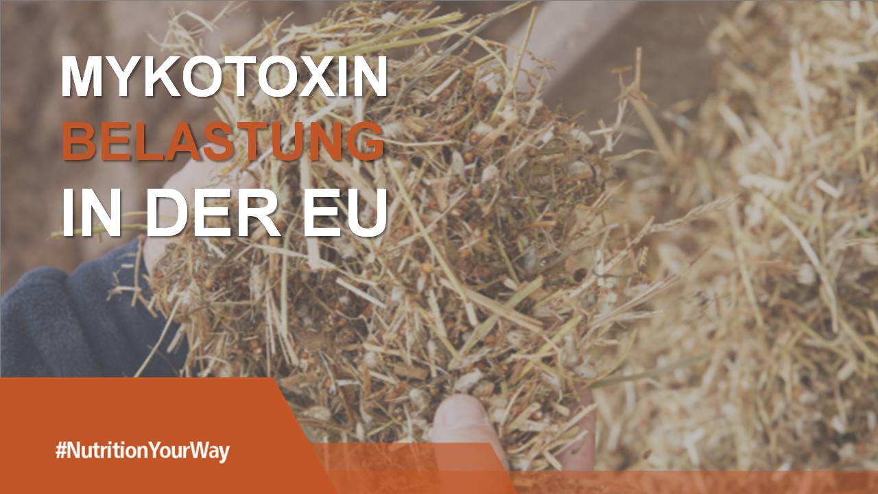 Hubspot_Banner_Mycotoxinbelastung in der EU_GER.jpg