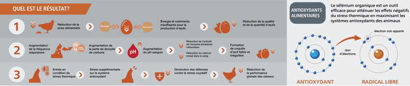 TRT Poultry LP