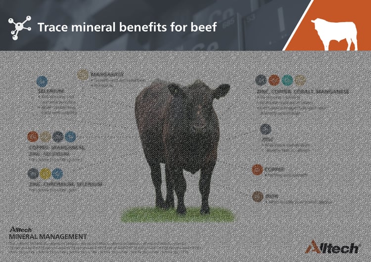 FREE Trace Minerals Benefits For Beef Poster Download free-trace-minerals-benefits-for-beef-poster-download