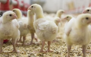 Antibiotics in Poultry