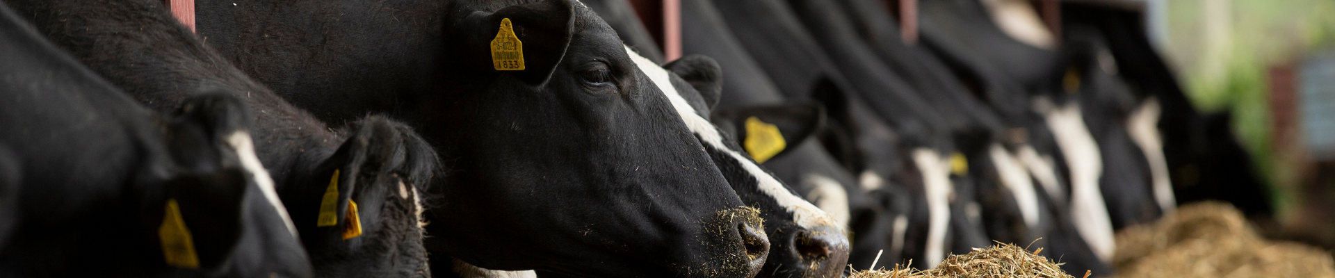 Untitled design (6)-Nov-24-2020-01-43-24-25-PM