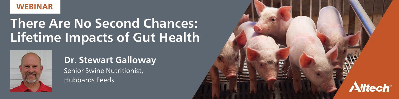 Webinar Banner - Pig Gut Health