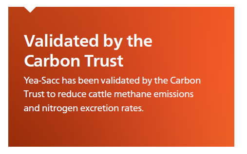Yea-Sacc validated by CT