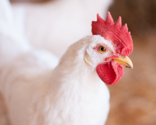 chicken_EuroTier-1