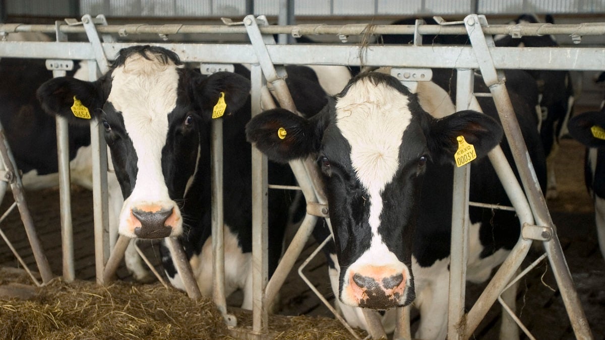 cows-stall-2-1