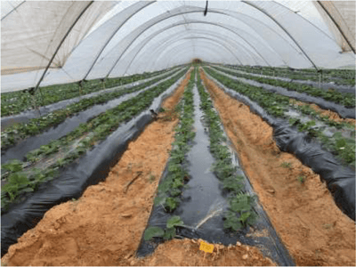 greenhouse tunnels