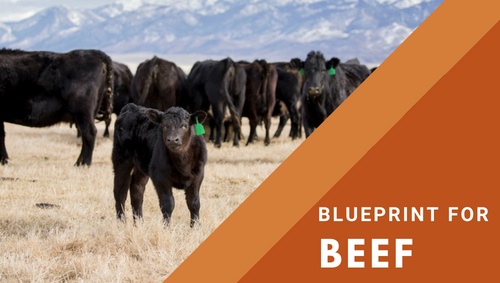 Alltech Blueprint®
