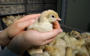Lessons on Poultry Disease Prevention