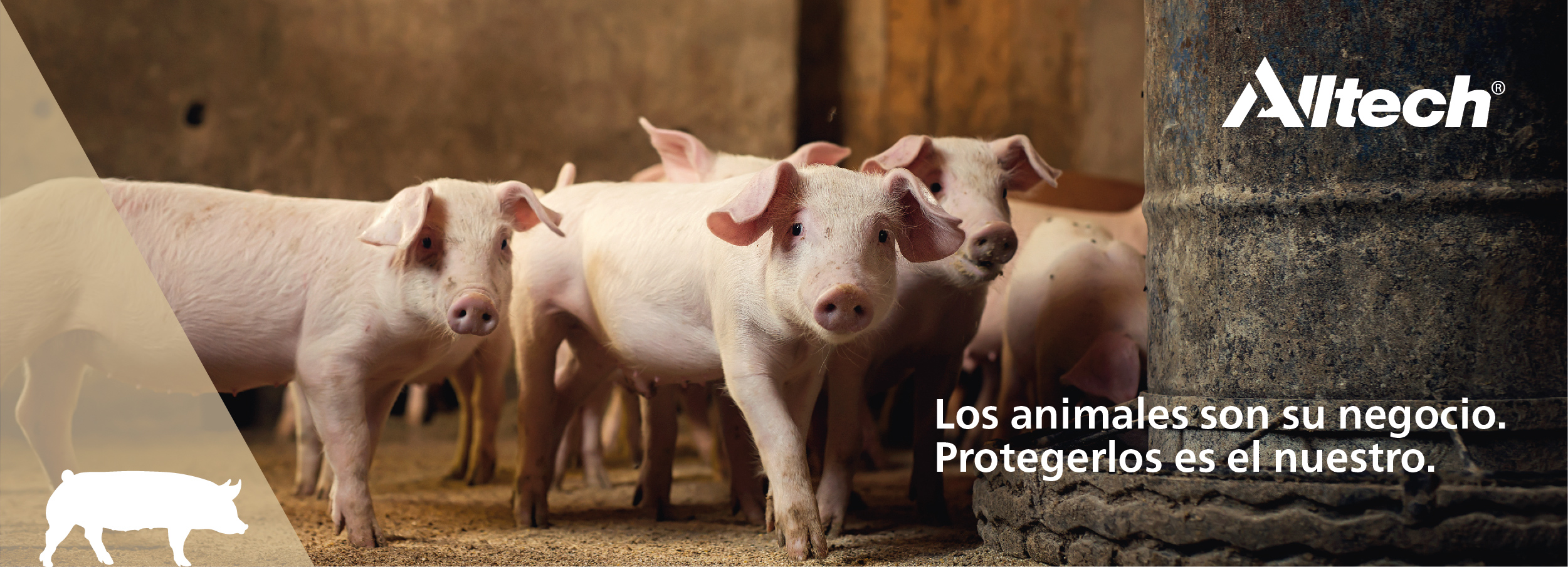 Porcicultura micotoxinas Alltech